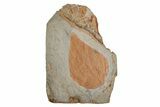 Paleocene Fossil Leaves - Both Sides Of Rock #215526-2